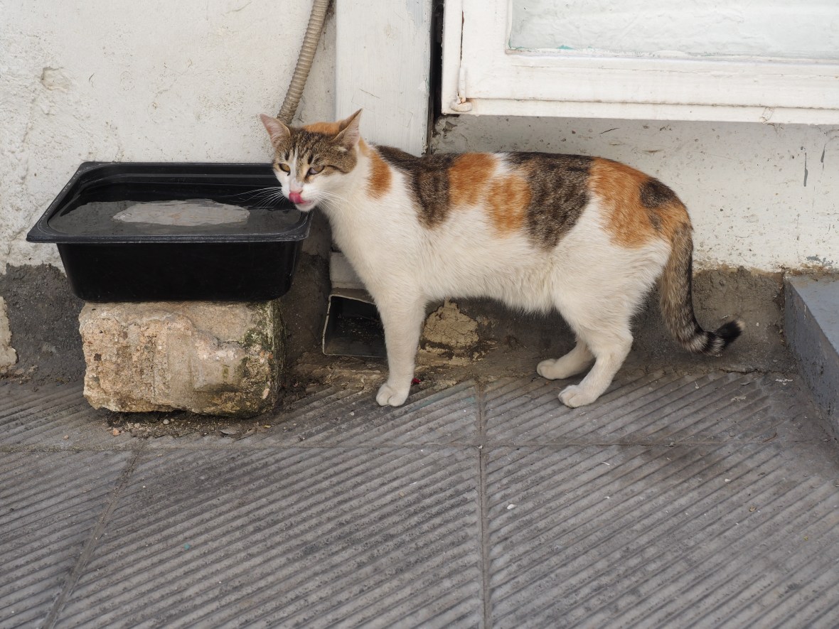 A cat in Athens.