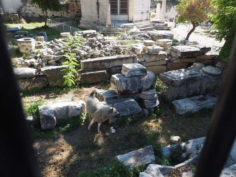 A dog in the Roman Marketplace, Athens. He was chasing a cat that was too quick for the camera.