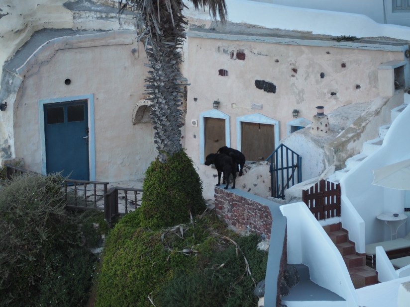 Two black dogs in Santorini. I watched them climb up and down the steep slopes and walk the narrow walls.